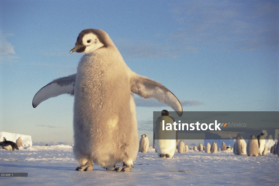 Chick gran pingüino de emperador (forsteri de Aptenodytes) en hielo rápido, sol de medianoche en la 