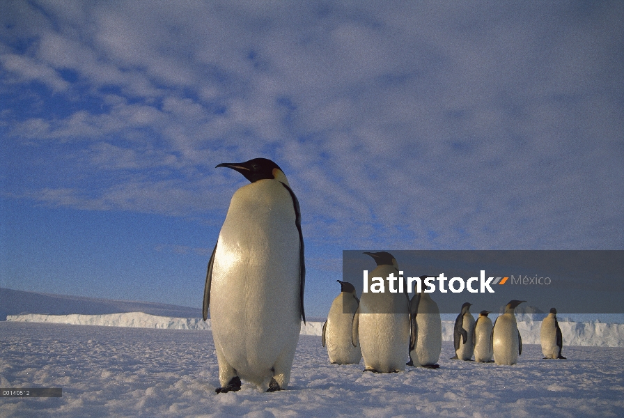 Pingüino emperador (Aptenodytes forsteri) grupo gran distancia a través de hielo rápido para anidaci