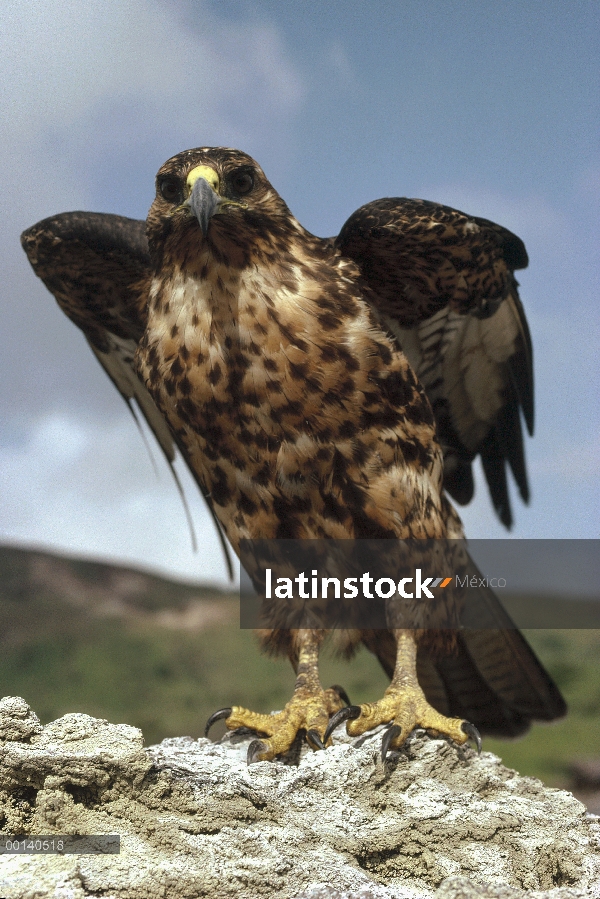 Halcón de Galápagos (Buteo galapagoensis) perchando en la roca, Isla Isabel, Islas Galápagos, Ecuado