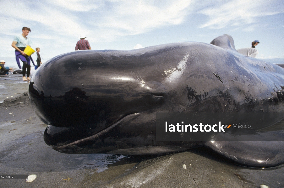 Hombre más grande de ballena piloto (Globicephala melas) aleta larga en población trenzada de 65 vol