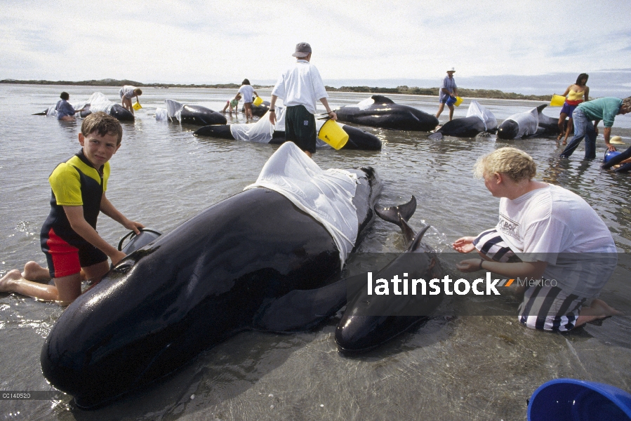 Ballena piloto de aleta larga (Globicephala melas) trenzado vaina de 65, comodidad de jóvenes volunt