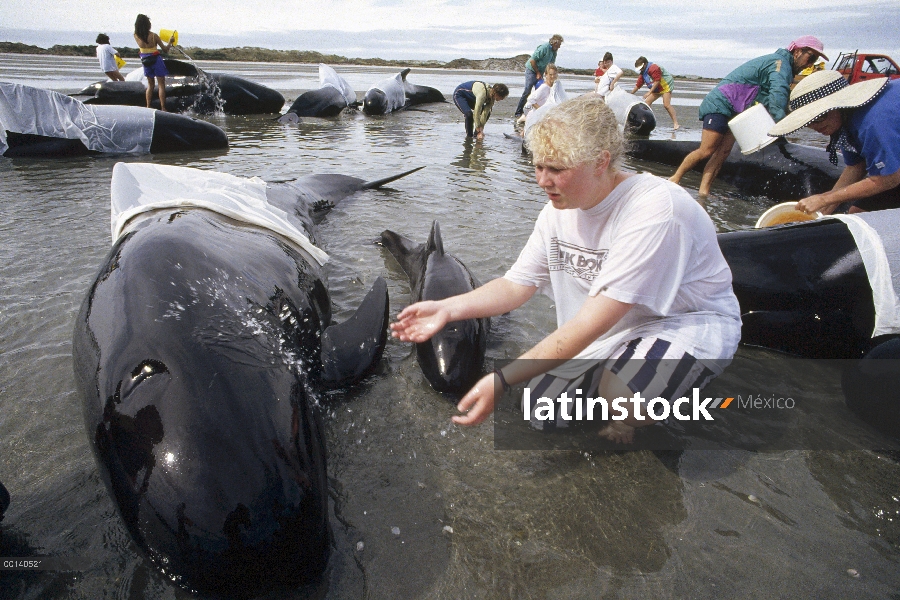 Ballena piloto de aleta larga (Globicephala melas) trenzado vaina de 65 años, jóvenes voluntarios co