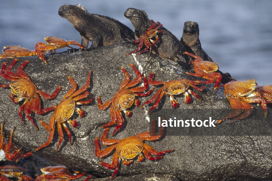 Grupo de cangrejo (Grapsus grapsus) compartiendo boulder con trío de la Iguana marina (Amblyrhynchus