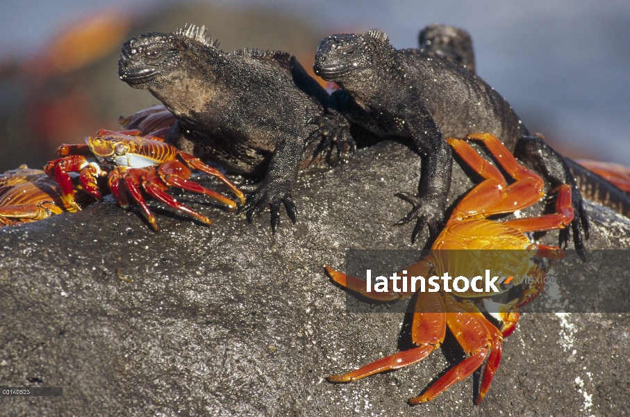 Par de cangrejo (Grapsus grapsus) compartiendo boulder con Iguanas marinas (Amblyrhynchus cristatus)