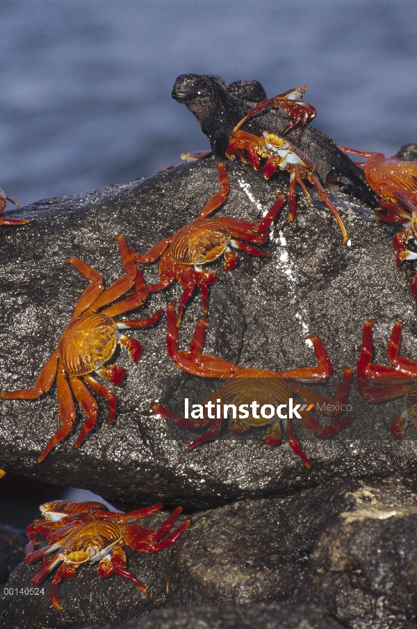 Par de cangrejo (Grapsus grapsus) compartiendo boulder con Iguanas marinas (Amblyrhynchus cristatus)