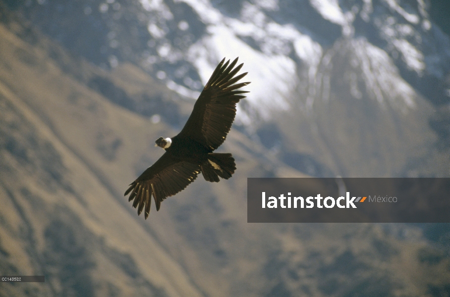 Cóndor andino (Vultur gryphus) el vuelo más grande del pájaro con envergadura de tres metros pesa 11