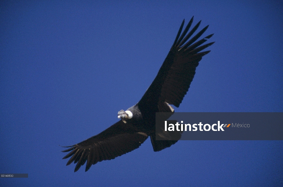 Cóndor andino (Vultur gryphus) el vuelo más grande del pájaro con envergadura de tres metros pesa 11