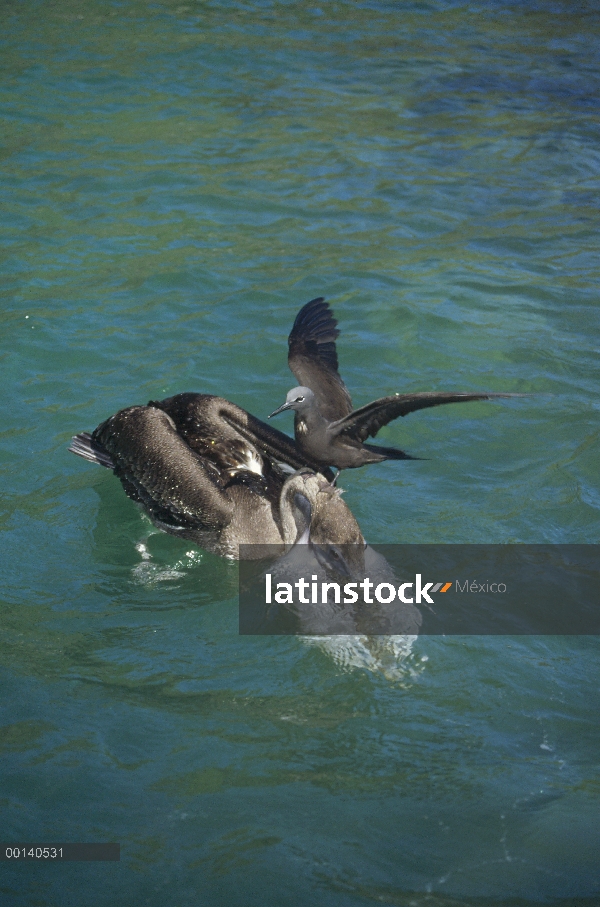 Brown Noddy (Anous stolidus) intentar arrebatar peces de Pelícano Pardo (Pelecanus occidentalis), Ac