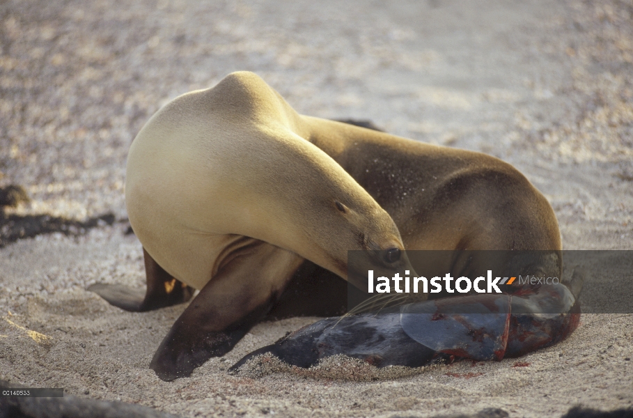 Hembra de León marino de Galápagos (Zalophus wollebaeki) dar a luz en la oscuridad, Punta Espinoza, 