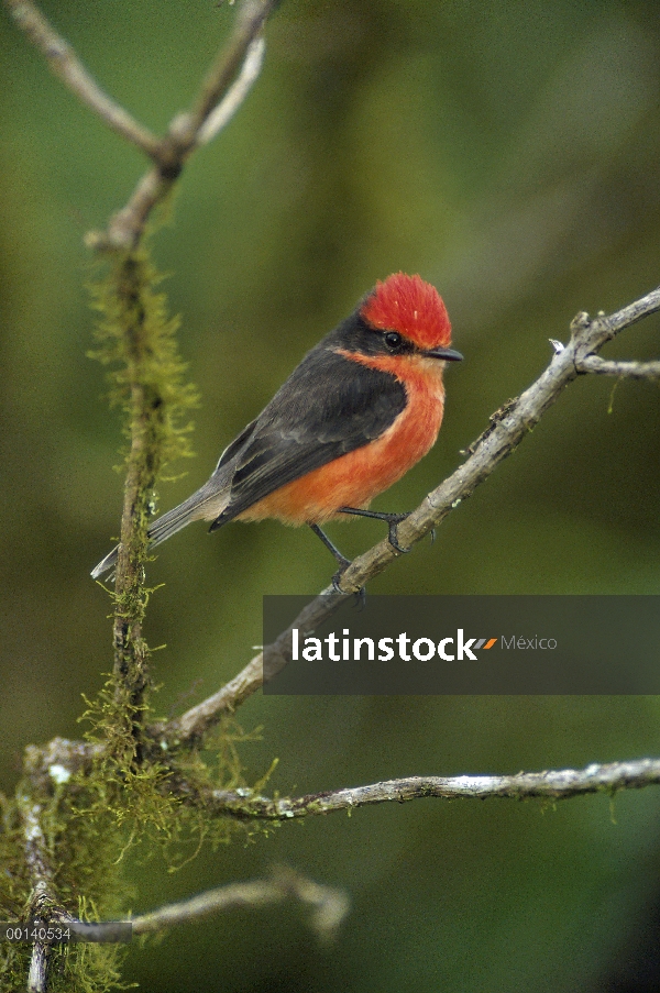 Bermellón hombre Flycatcher (Pyrocephalus rubinus) en árbol de musgo scalesia, isla de Santa Cruz, I