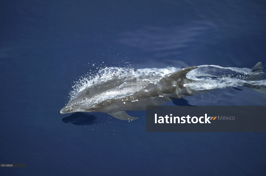 Delfín mular (Tursiops truncatus) saltando alegremente a través del mar en calma, Ensenada de Panamá