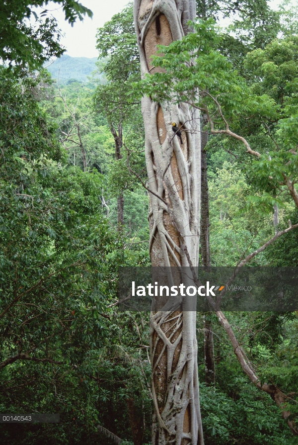 Cavidad de nido de asistentes masculinos Tarictic Hornbill (Penelopides panini) en higuera estrangul