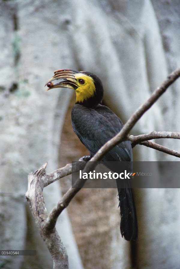 Hombre Tarictic Hornbill (Penelopides panini) entrega de higos a la hembra en el árbol hueco, reserv