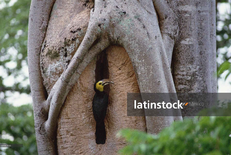 Hombre Tarictic Hornbill (Penelopides panini) entrega de higos a la hembra en el árbol hueco, reserv