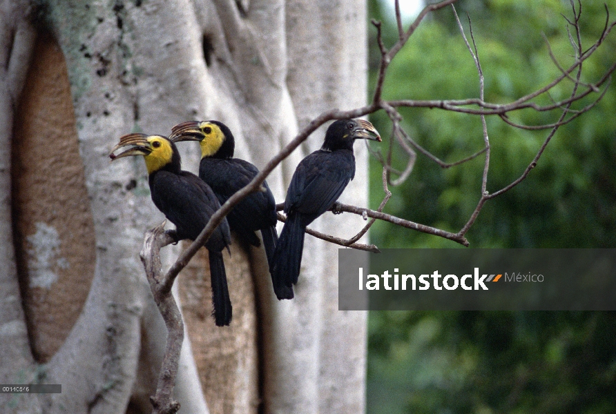 Cooperativa Tarictic Hornbill (Penelopides panini) nidificación, no cría hembra con macho y ayudante