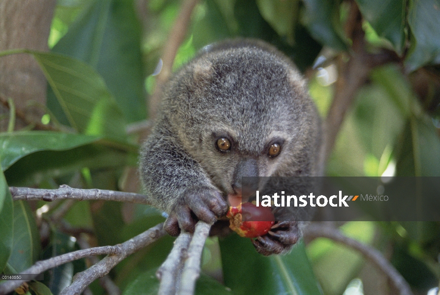 Oso cuscús (Ailurops ursinus), un marsupial endémico alimentándose de falso Banyan (Ficus altissima)