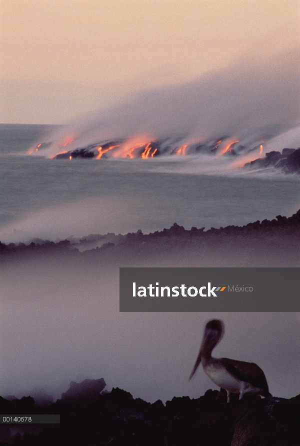Pelícano Pardo (Pelecanus occidentalis) en la oscuridad con flujo de lava entrando en el mar del cab