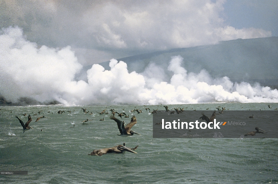 Rebaño de Pelícano Pardo (Pelecanus occidentalis), volar sobre la lava calienta las aguas, atraídas 