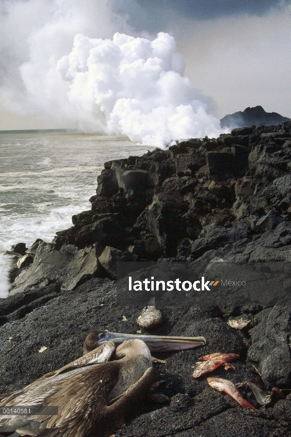 Pelícano Pardo (Pelecanus occidentalis) muerto de comer peces muertos en aguas de lava calentado, ca