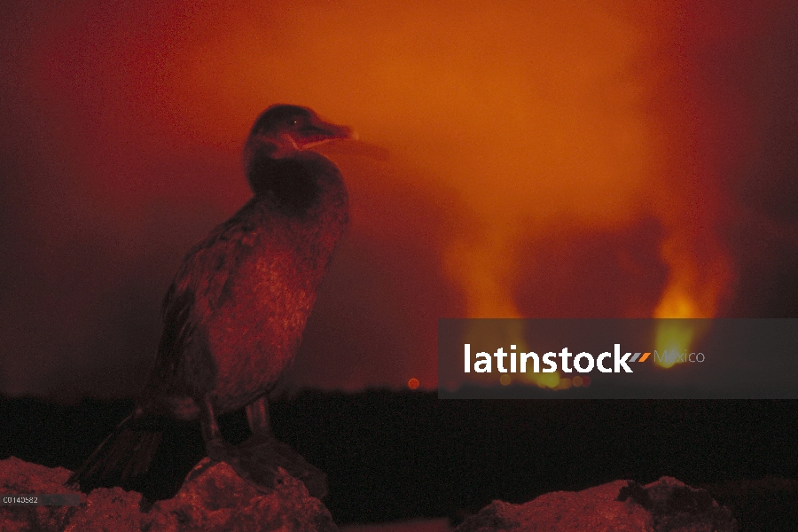 Cormorán no volador (Phalacrocorax harrisi) con erupción volcánica, cabo Hammond, Isla Fernandina, I