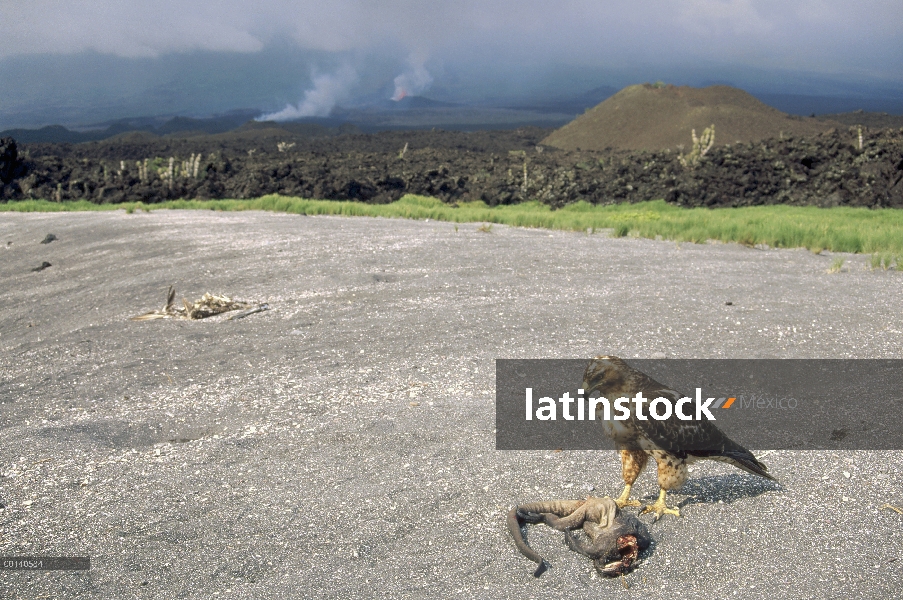 Halcón de Galápagos (Buteo galapagoensis) alimentándose de anidación Iguana hembra mientras que el v