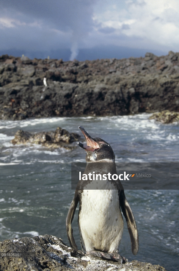 Pingüino de Galápagos (Spheniscus mendiculus) sufriendo el calor de una erupción volcánica, cabo Ham