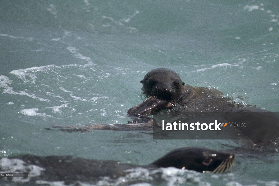 León marino de Galápagos (Zalophus wollebaeki) alimentándose de una anguila de Moray (Muraenidae) as