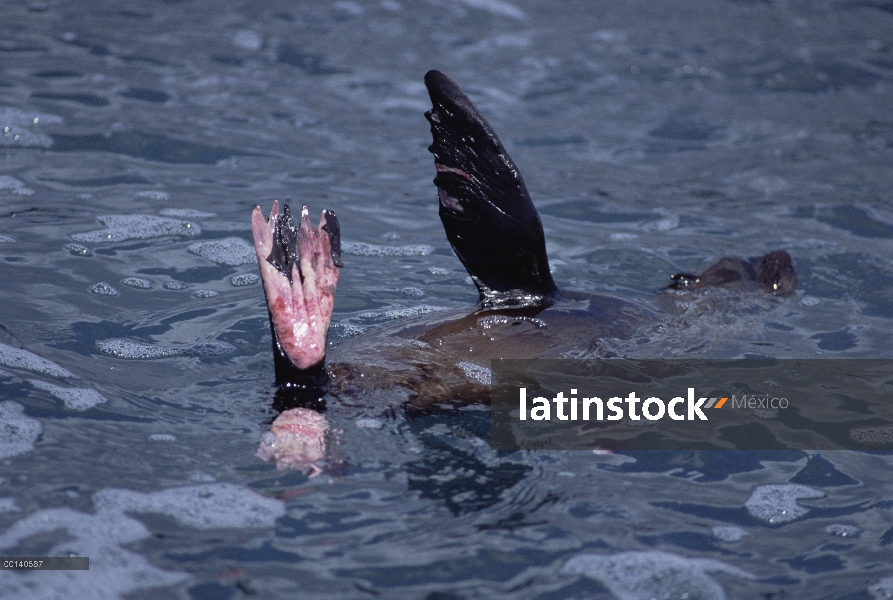 Lobo marino de Galápagos (Arctocephalus galapagoensis) con aletas gravemente quemadas de lava calent