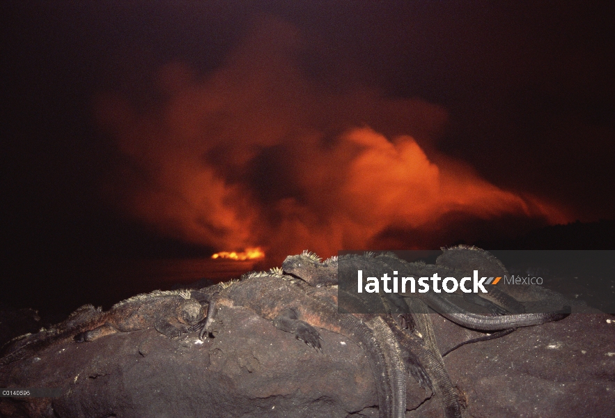 Grupo de (Amblyrhynchus cristatus) de Iguana marina con el nuevo flujo de lava, cabo Hammond, Isla F