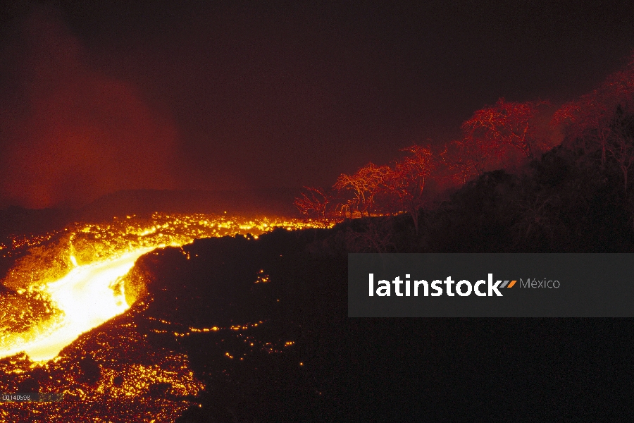 Río de lava fluye alrededor de vegetación anteriormente cono hacia abajo del flanco del volcán de es