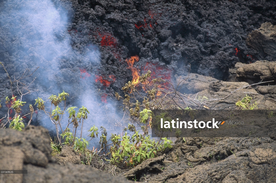 Flujo de lava Aa avanzan lentamente consumiendo la vegetación a su paso, cabo Hammond, Isla Fernandi