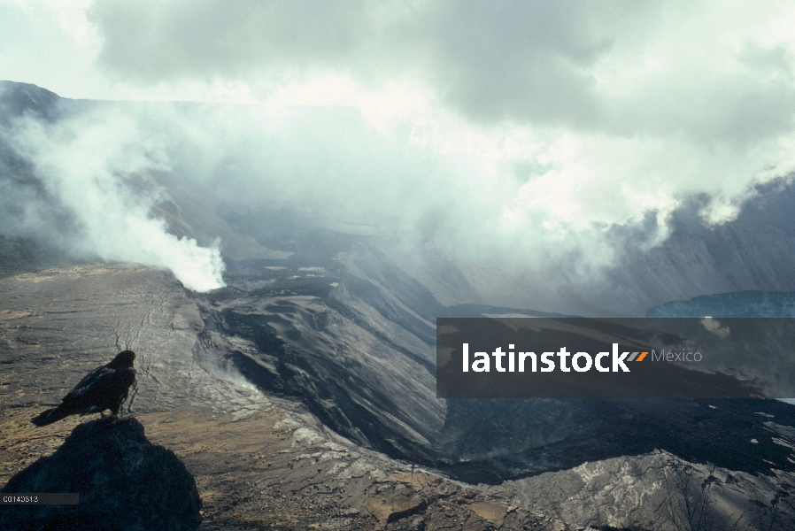 Halcón de Galápagos (Buteo galapagoensis) encaramado en la roca que domina el flujo de lava fresca c