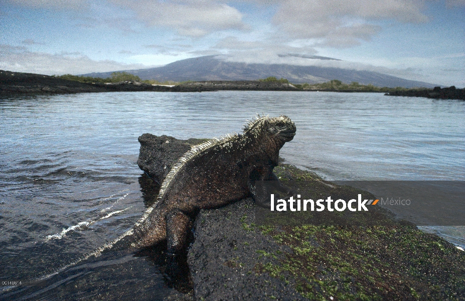 Iguana marina (Amblyrhynchus cristatus) descansando sobre roca en marea baja, Punta Espinosa, Isla F