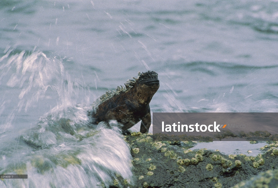 Iguana marina (Amblyrhynchus cristatus) en algas en lavado de onda durante la marea baja, isla de Sa