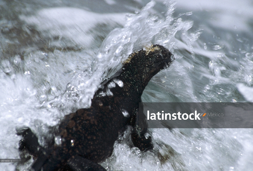 Iguana marina (Amblyrhynchus cristatus) en algas en lavado de onda durante la marea baja, isla de Sa