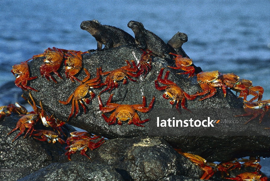 Grupo de cangrejo (Grapsus grapsus) compartiendo boulder con tres grupos de Iguana marina (Amblyrhyn