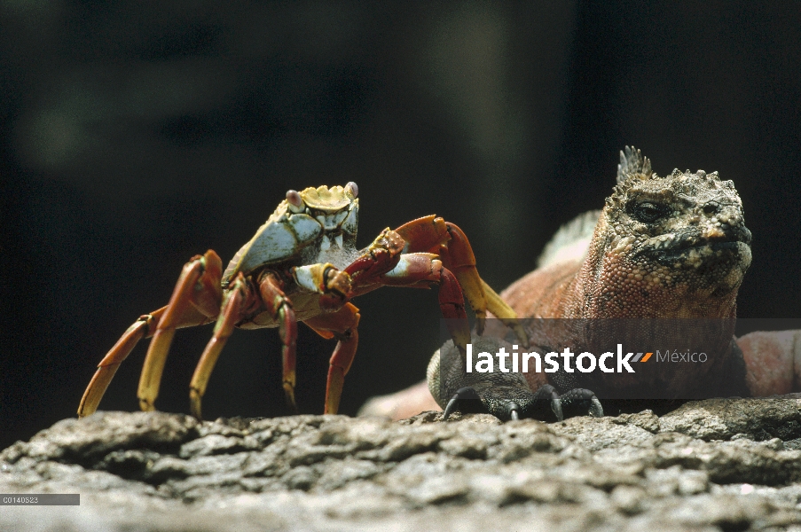 Macho de Iguana (Amblyrhynchus cristatus) Marina con cangrejo (Grapsus grapsus), campana isla, Galáp