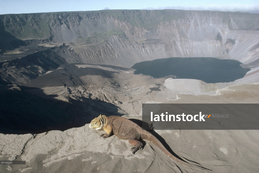 Mujer Iguana terrestre de Galápagos (Conolophus subcristatus) buscando la ruta de descenso en calder