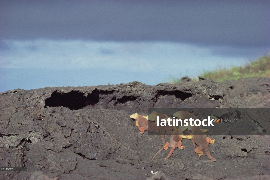 Grupo de hembras de Iguana terrestre de Galápagos (Conolophus subcristatus) compartiendo la lava de 