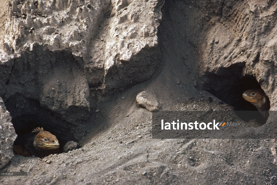 Hembras de la Iguana terrestre de Galápagos (Conolophus subcristatus) cavar madrigueras de anidación