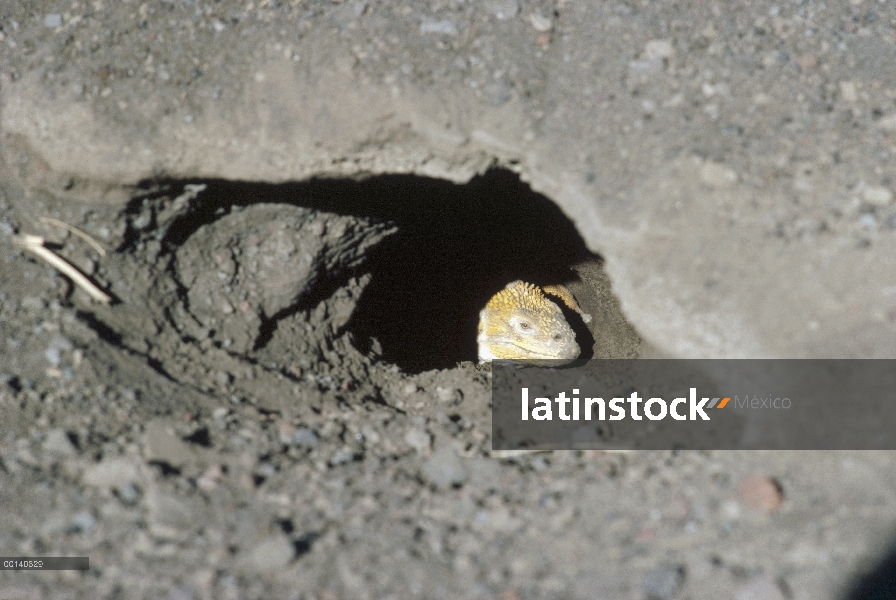 Mujer Iguana terrestre de Galápagos (Conolophus subcristatus) cavar madriguera anidación dentro de c