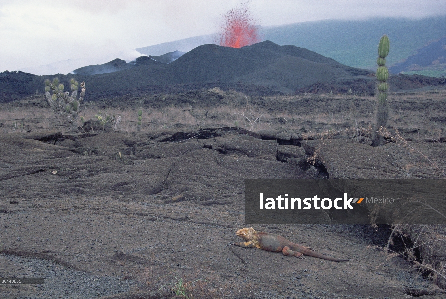 Iguana terrestre de Galápagos (Conolophus subcristatus) vagando entre vegetación escaldado cerca fou