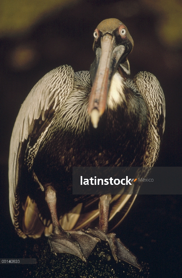 Pelícano Pardo (Pelecanus occidentalis) retrato, Tortuga Bay, isla de Santa Cruz, Islas Galápagos, E