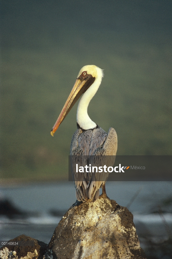 Pelícano Pardo (Pelecanus occidentalis) en la pre-crianza de plumaje, Bahía Urvina, Isla Isabel, Isl