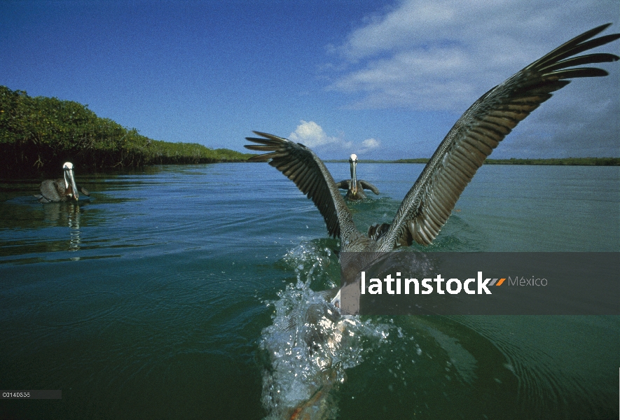 Penetración de Pelícano Pardo (Pelecanus occidentalis), buceo en la bahía de manglares con flecos, T