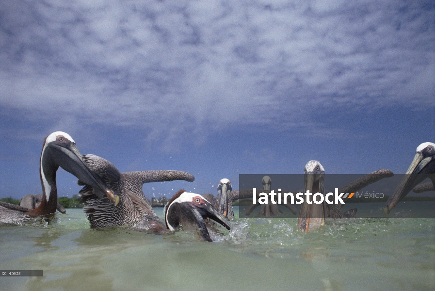 Pelícano Pardo (Pelecanus occidentalis) grupo frenesí en aguas costeras poco profundas, Tortuga Bay,