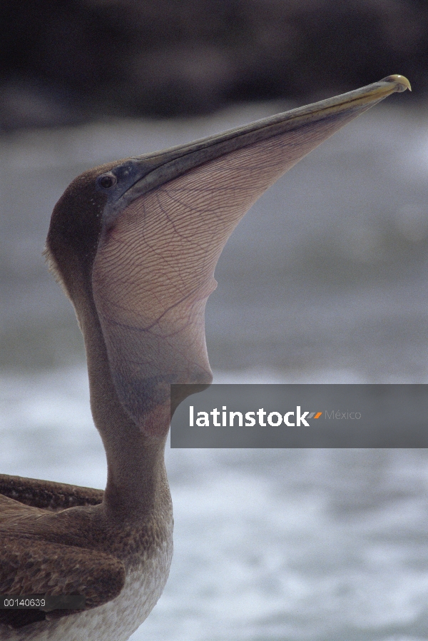 Pelícano Pardo (Pelecanus occidentalis), tratando de tragarse un gran pez gatillo robado de un León 