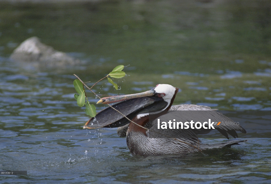 Hombre de Pelícano Pardo (Pelecanus occidentalis), que recoge material de nidificación en la laguna 