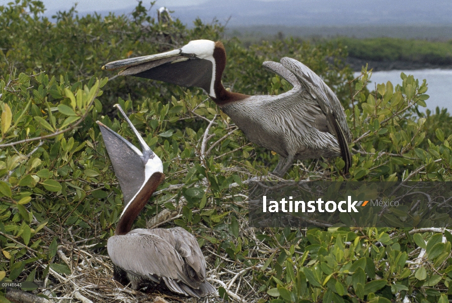 Par de Pelícano Pardo (Pelecanus occidentalis) exhibición en nido de felicitación paso en Costa mang