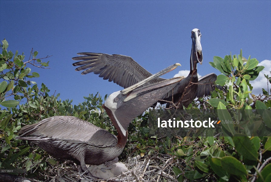 Par de Pelícano Pardo (Pelecanus occidentalis) exhibición en nido de felicitación paso en Costa mang